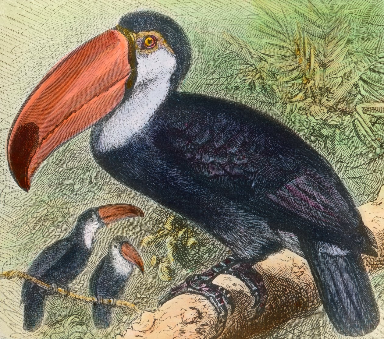 Visita al reparto uccelli di uno zoo da Unbekannter Künstler