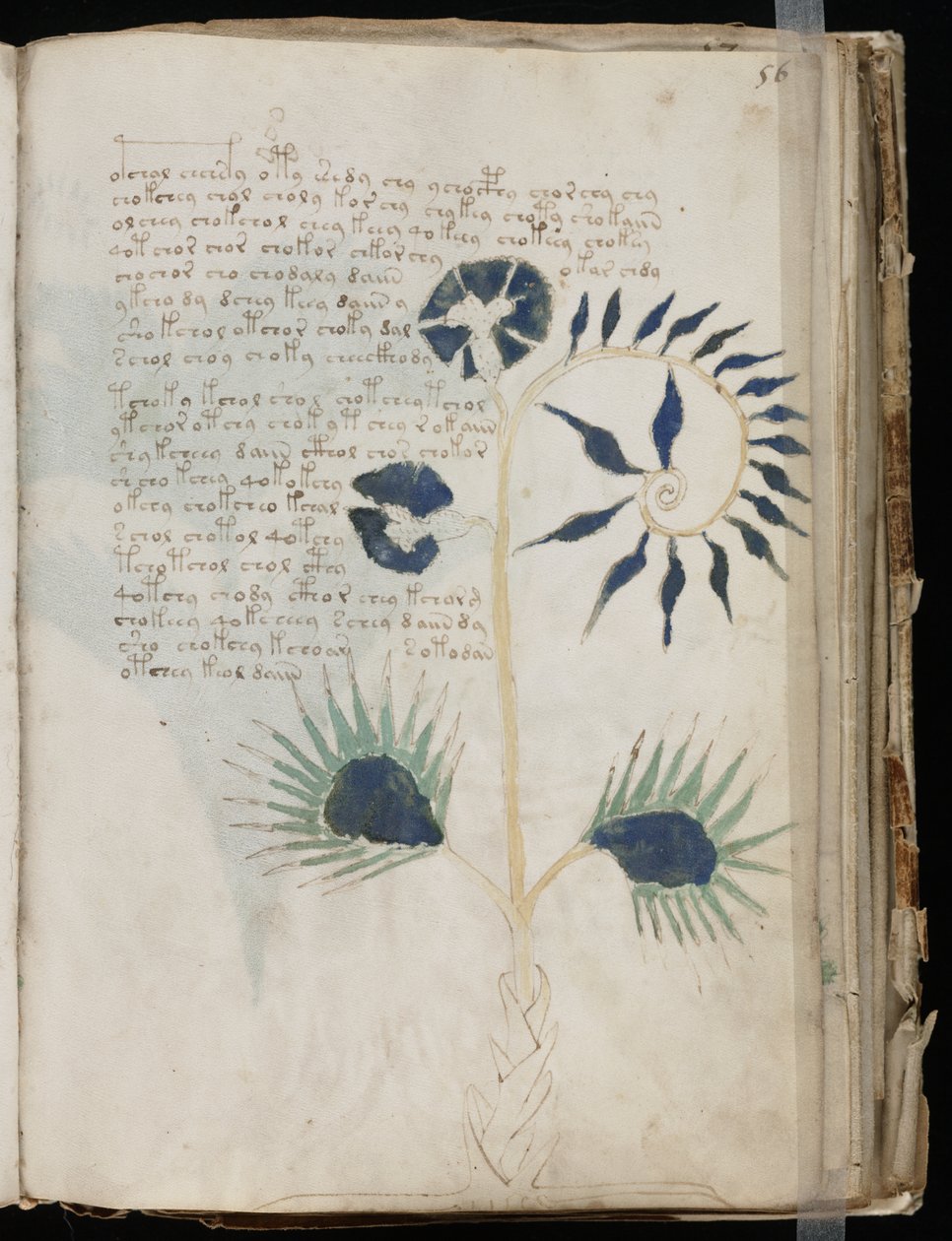 Manoscritto Voynich folio 56r, c.1500 da Unbekannt