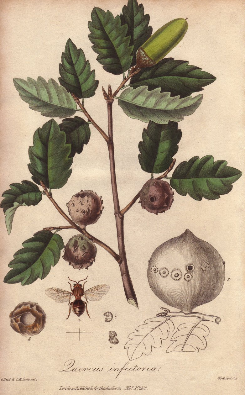 Quercia del Galles (Quercus infectoria) - Acquaforte di William Clarke per illustrare “Botanica medica, descrizione delle piante medicinali di Londra, Edimburgo e Dublino” di John Stephenson e James Morss Churchill da Unbekannter Künstler