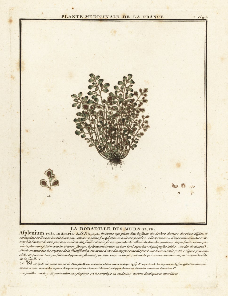 Ruta muraria, Asplenium ruta-muraria da Unbekannter Künstler