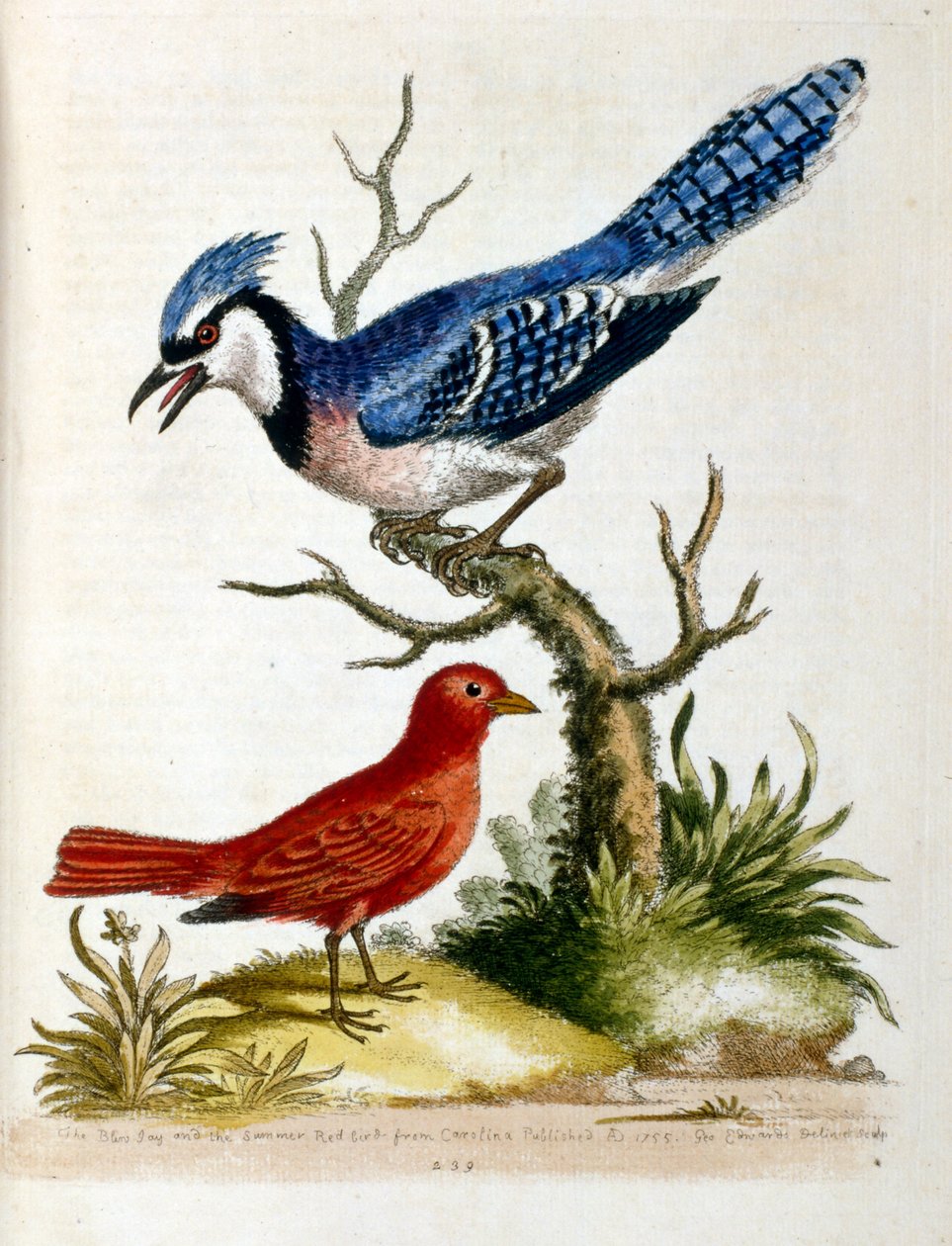 Illustrazione ad acquerello da un libro di uccelli rari di G. Edwards 1750 da Unbekannter Künstler