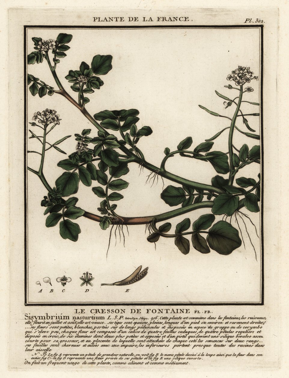 Nasturtium officinale da Unbekannter Künstler
