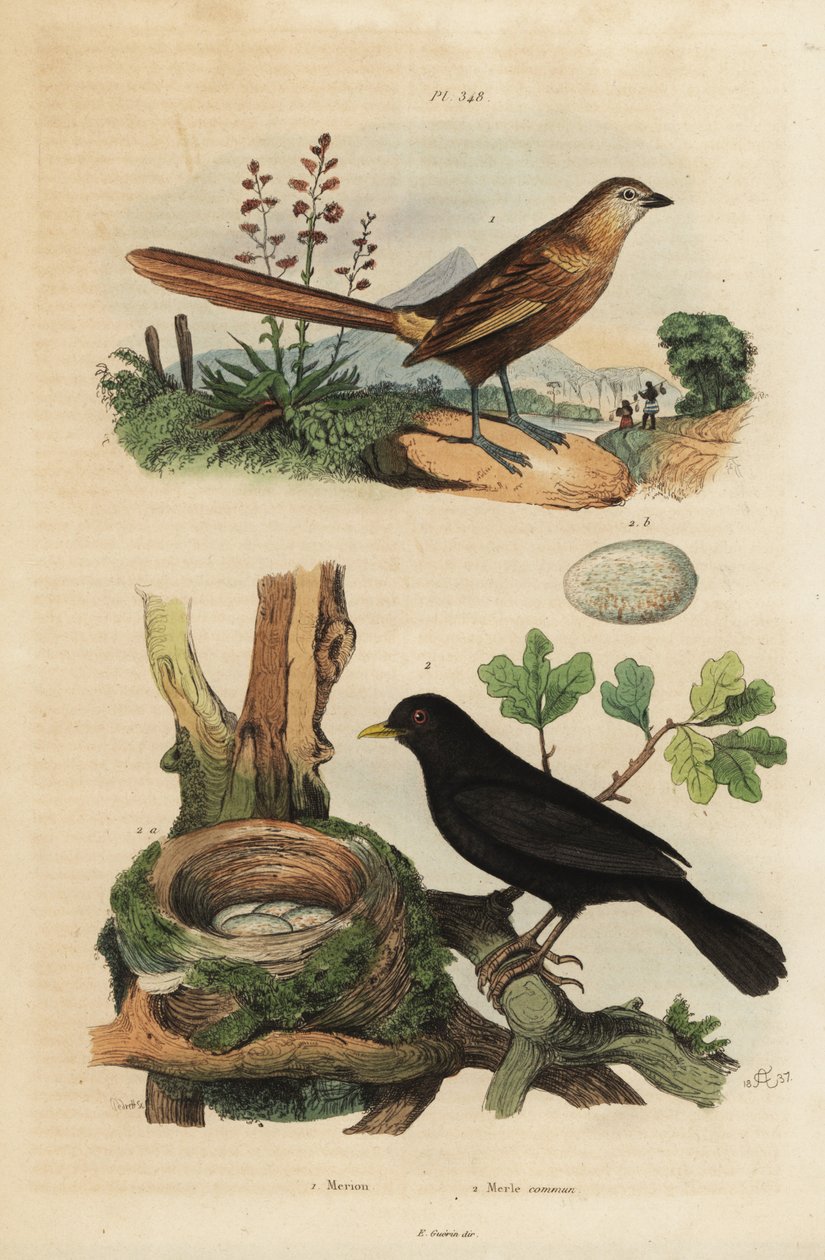 Scricciolo occidentale, Amytornis textilis, e merlo comune con nido e uova, Turdus merula da Unbekannt