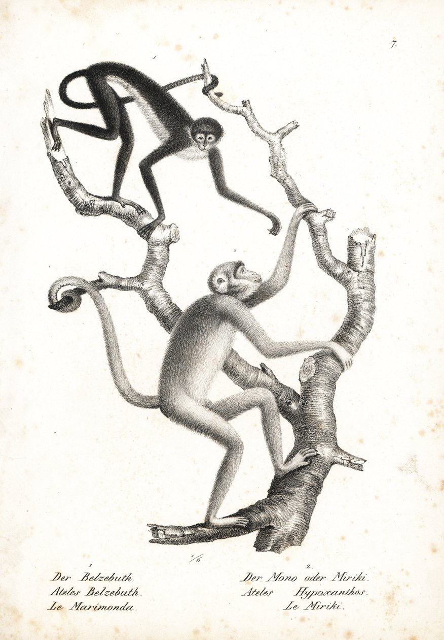 Scimmia ragno dal ventre bianco, Ateles belzebuth (in pericolo), e muriqui del nord, Brachyteles hypoxanthus (Ateles hypoxanthus), in pericolo critico. Litografia di Karl Joseph Brodtmann da Storia naturale illustrata degli animali di Heinrich Rudolf Schin da Unbekannter Künstler
