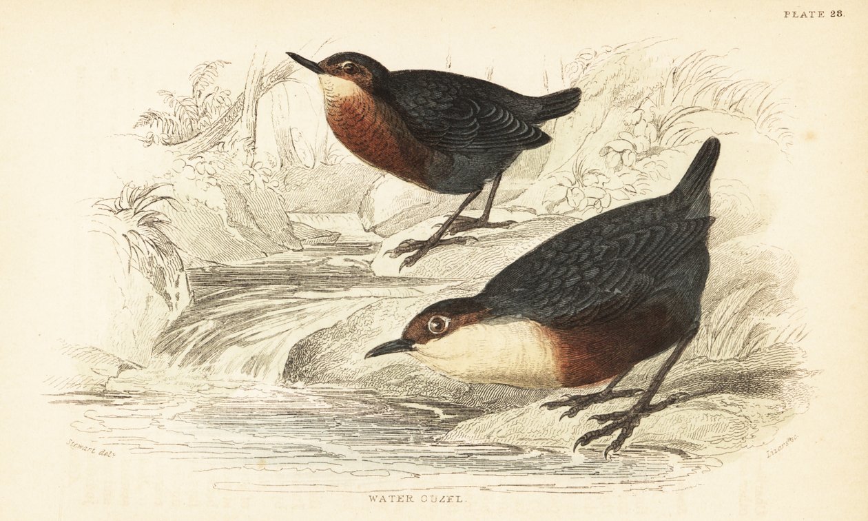 Merlo acquaiolo, Cinclus cinclus da Unbekannter Künstler