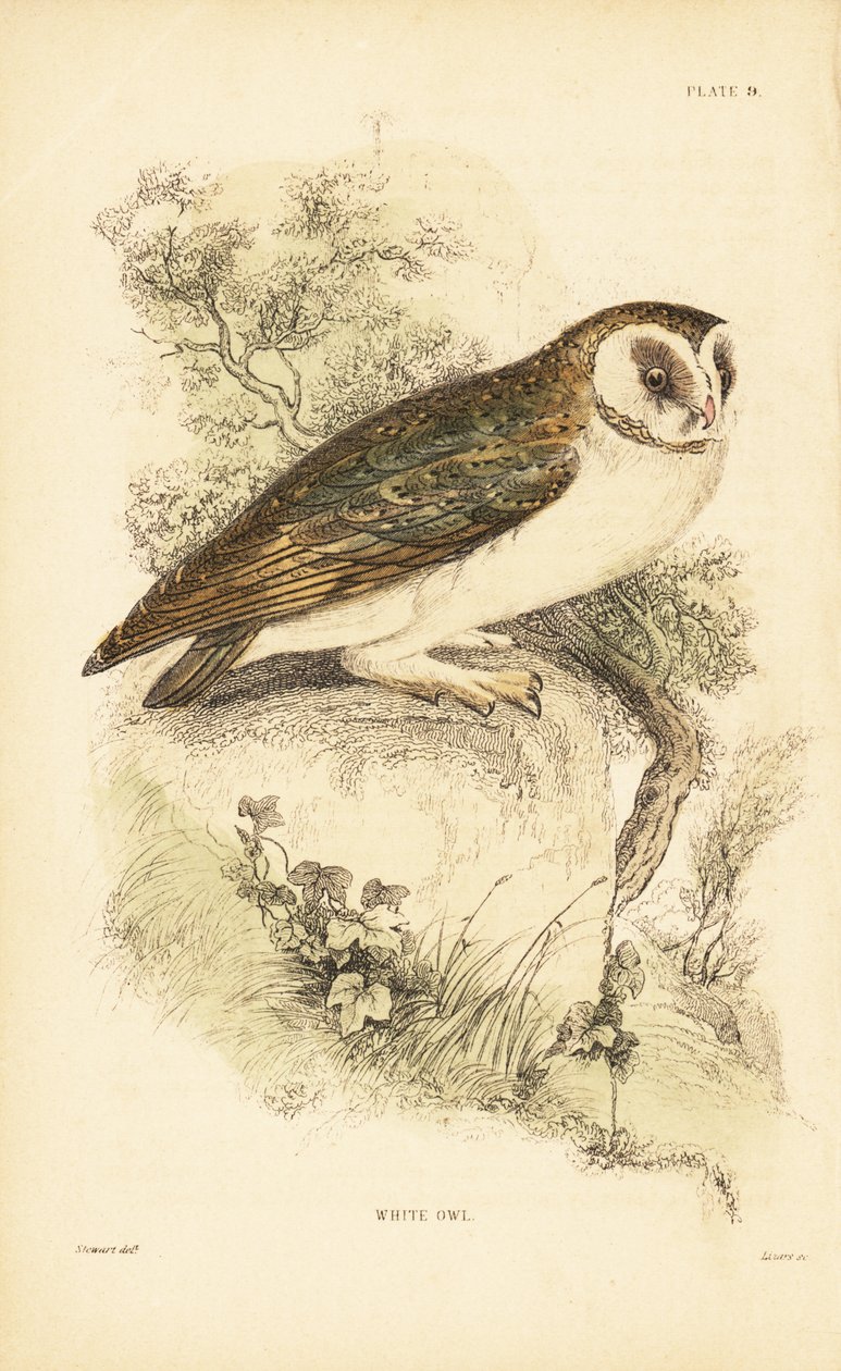 Civetta bianca o barbagianni, Tyto alba, posata su una roccia. 1889 (incisione) da Unbekannter Künstler