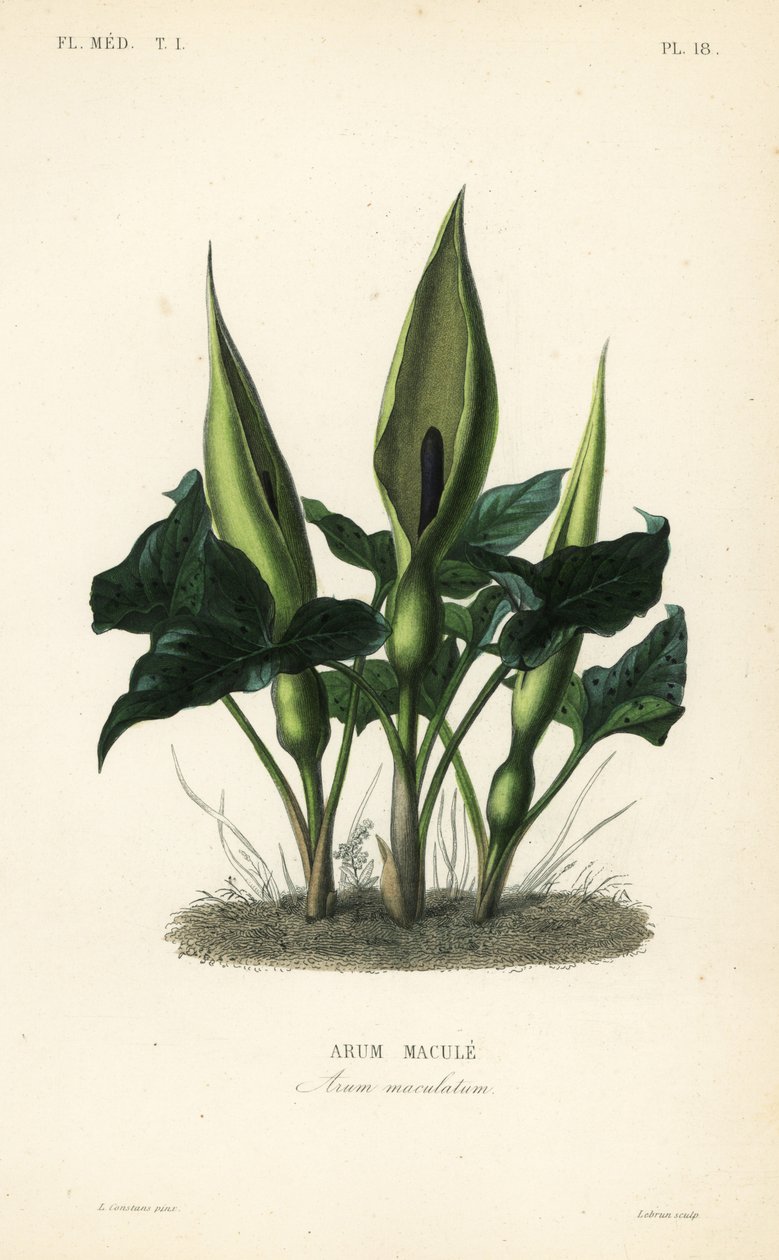 Arum selvatico, signori e signore o jack in the pulpit, Arum maculatum da Unbekannt