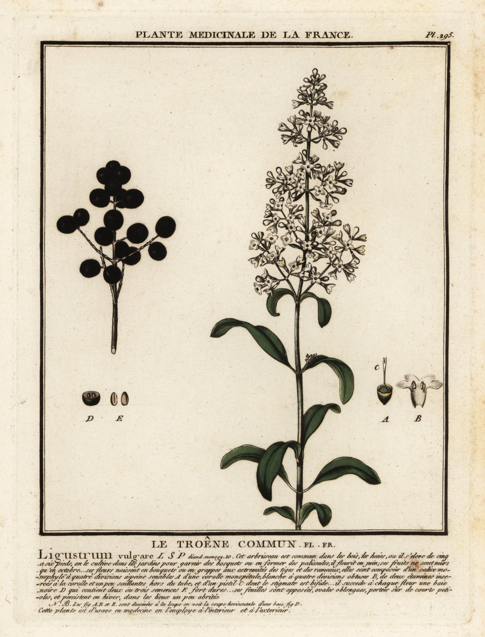 Ligustro selvatico, Ligustrum vulgare da Unbekannter Künstler