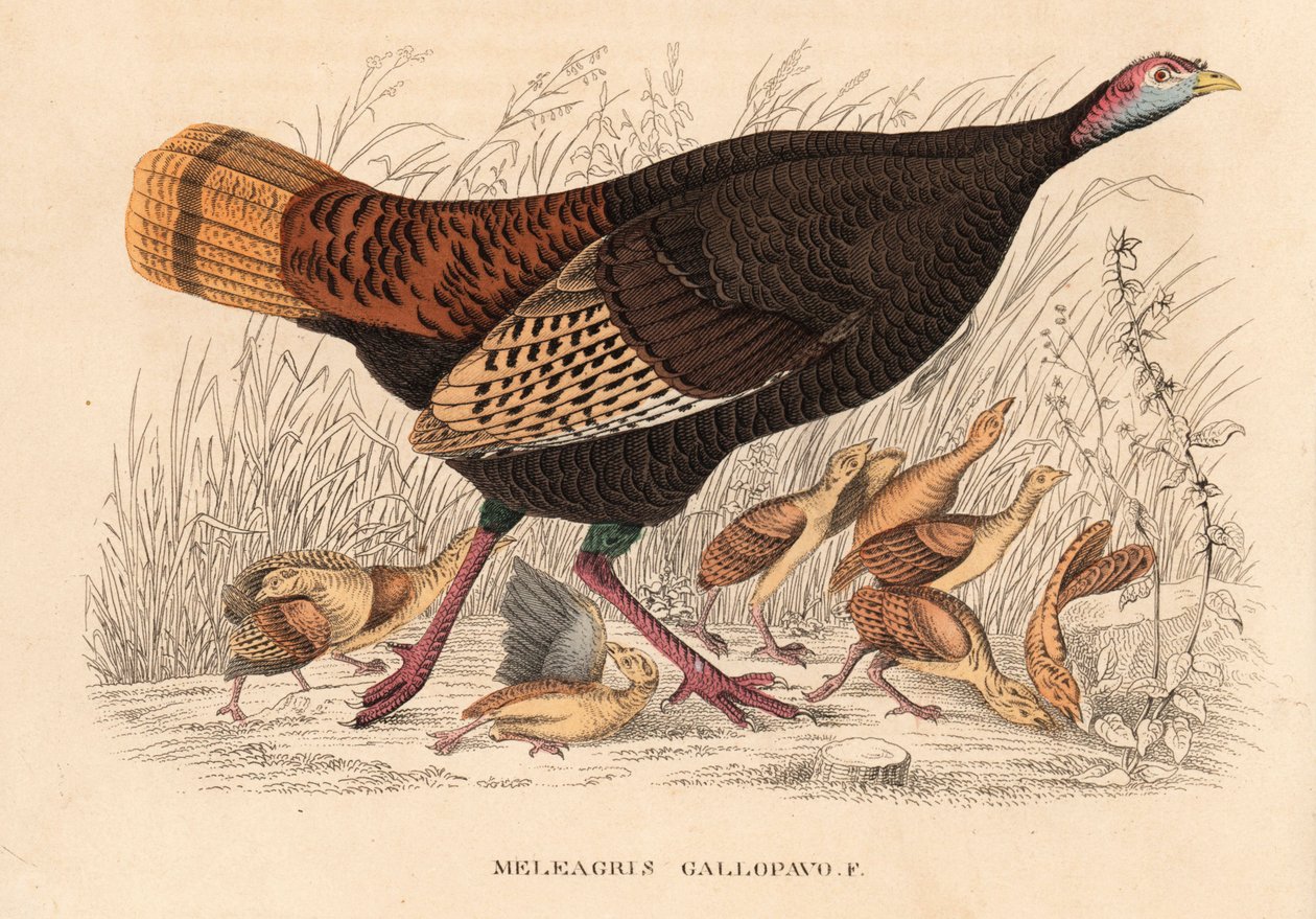 Tacchino selvatico, Meleagris gallopavo, gallina con pulcini. Litografia colorata a mano dalla 