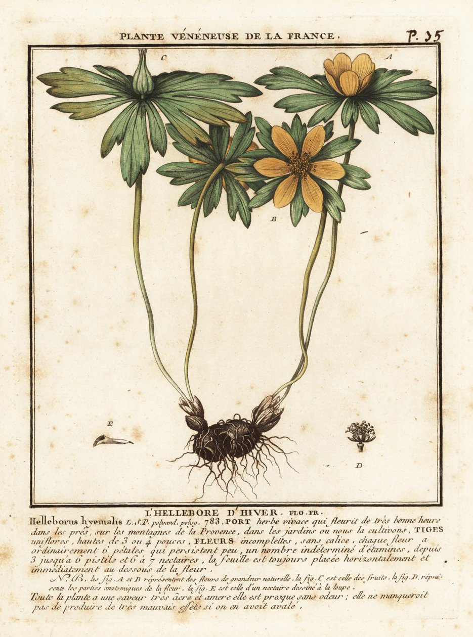 Eranthis hyemalis da Unbekannter Künstler