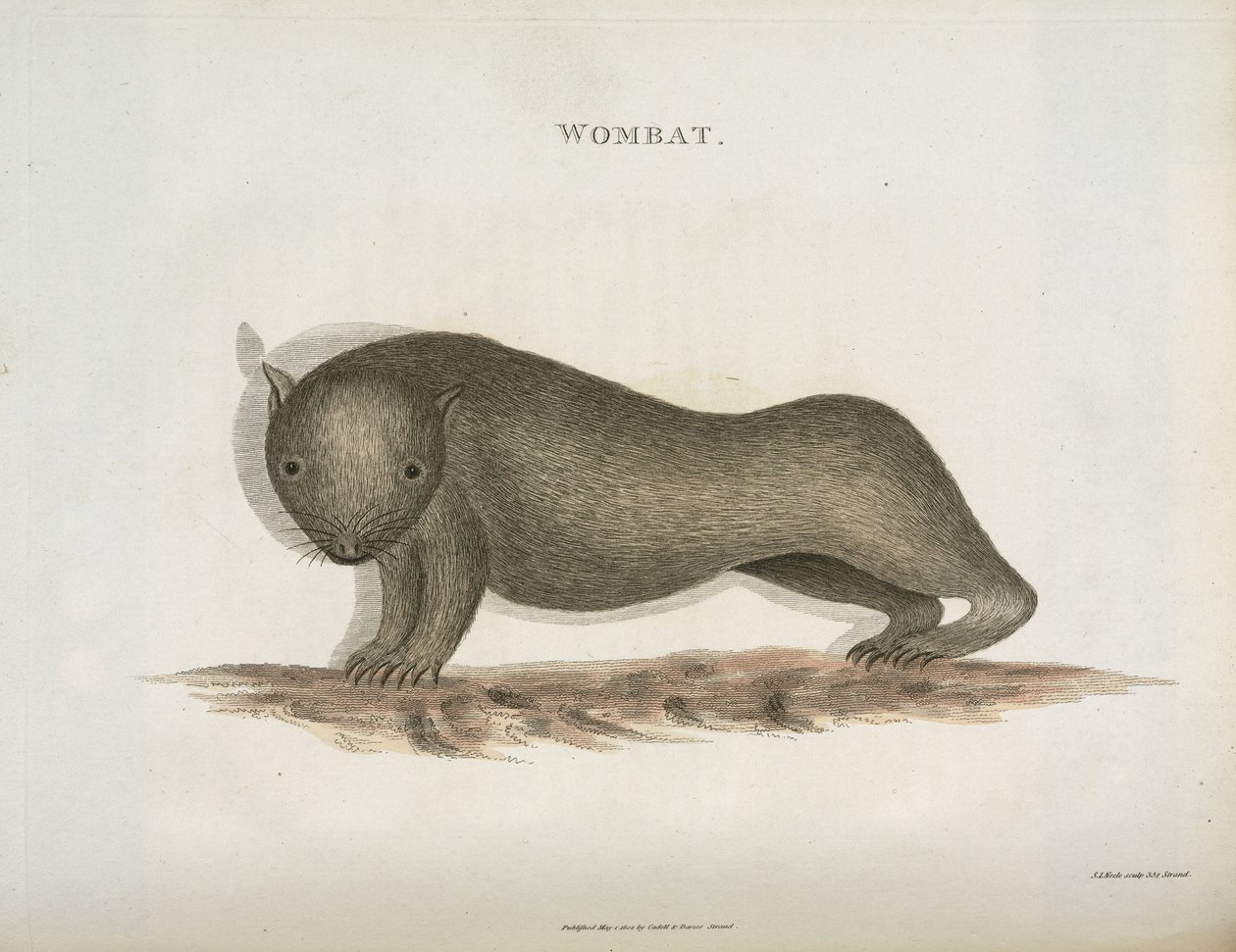 Wombat, Australia, c. 1798 da Unbekannt