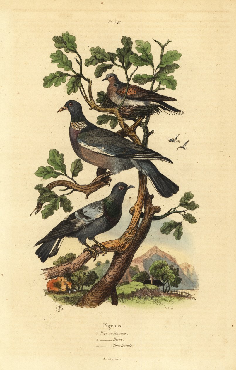 Piccione selvatico, Columba palumbus, piccione comune, Columba livia, e tortora, Streptopelia risoria da Unbekannt