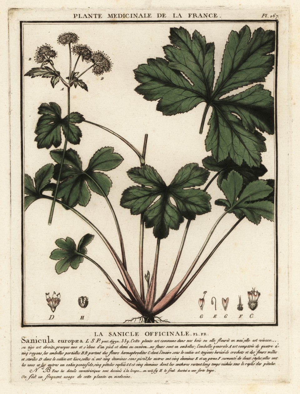 Sanicula europaea da Unbekannter Künstler