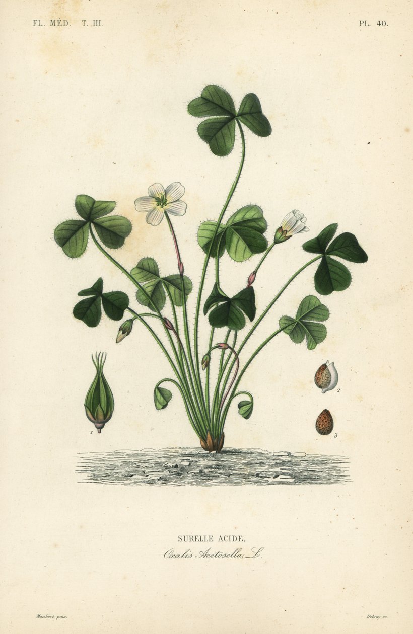 Acetosella da Unbekannt
