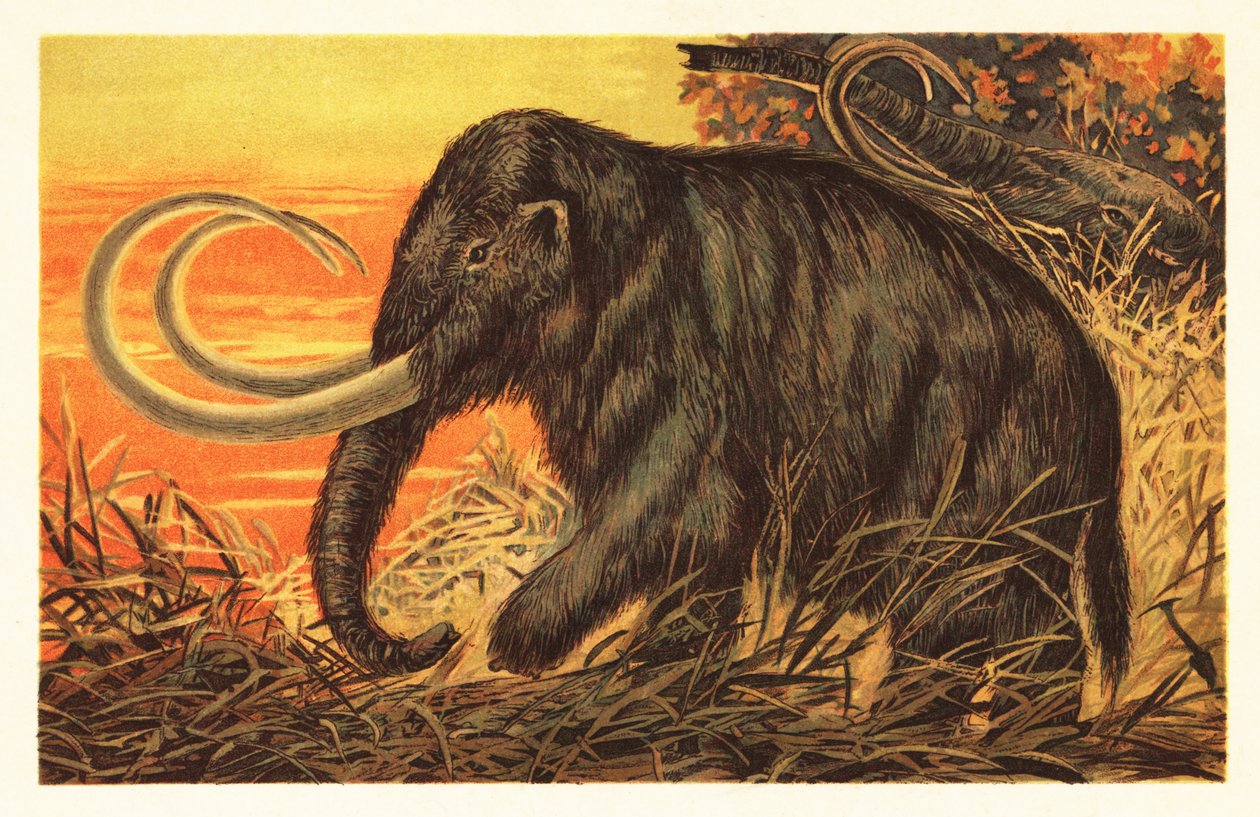 Mammut lanoso, Mammuthus primigenius da Unbekannter Künstler