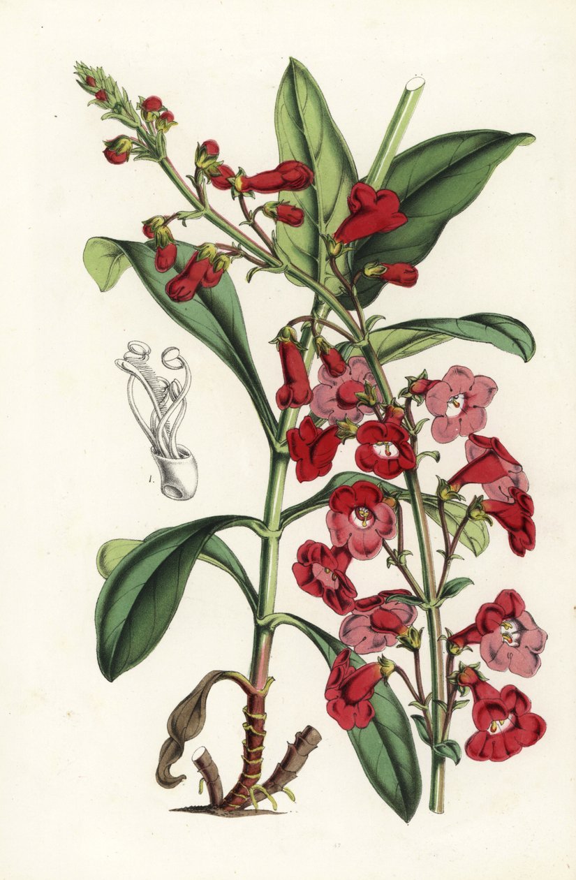 Penstemon wrightii (Pentstemon wrightii) da Unbekannter Künstler