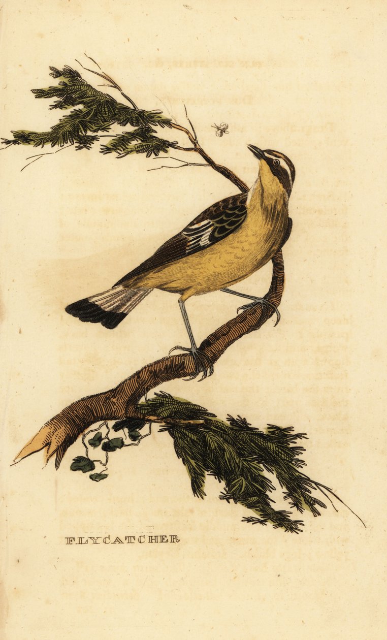 Pigliamosche dal groppone giallo, Ficedula zanthopygia. 1815 (incisione) da Unbekannter Künstler