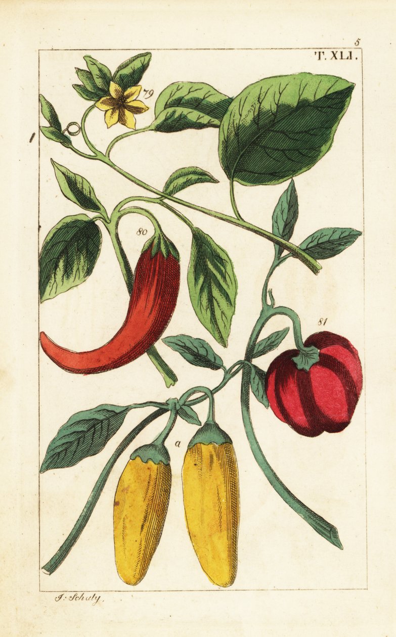 Peperoni gialli e rossi, Capsicum annuum da Unbekannter Künstler