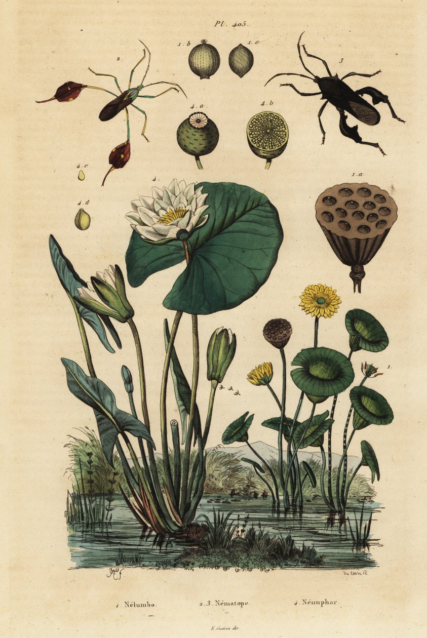 Loto giallo, Nelumbo lutea 1, cimici fogliari, Anisoscelis foliaceus 2 e Anoplocnemis curvipes 3, e ninfea bianca, Nymphaea alba 4 da Unbekannt
