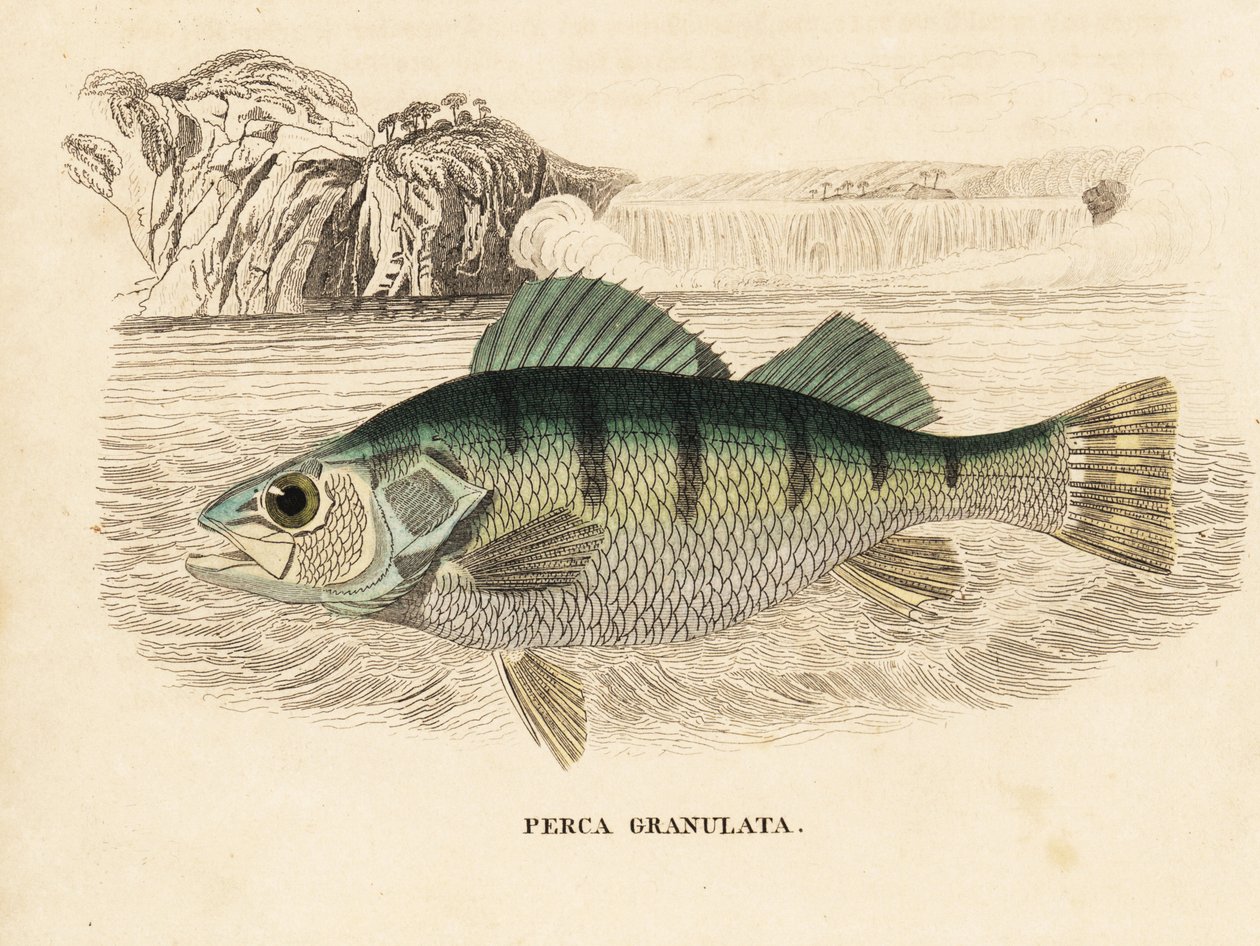 Persico giallo, Perca flavescens (persico granulato, Perca granulata). Incisione su acciaio colorata a mano dalla 