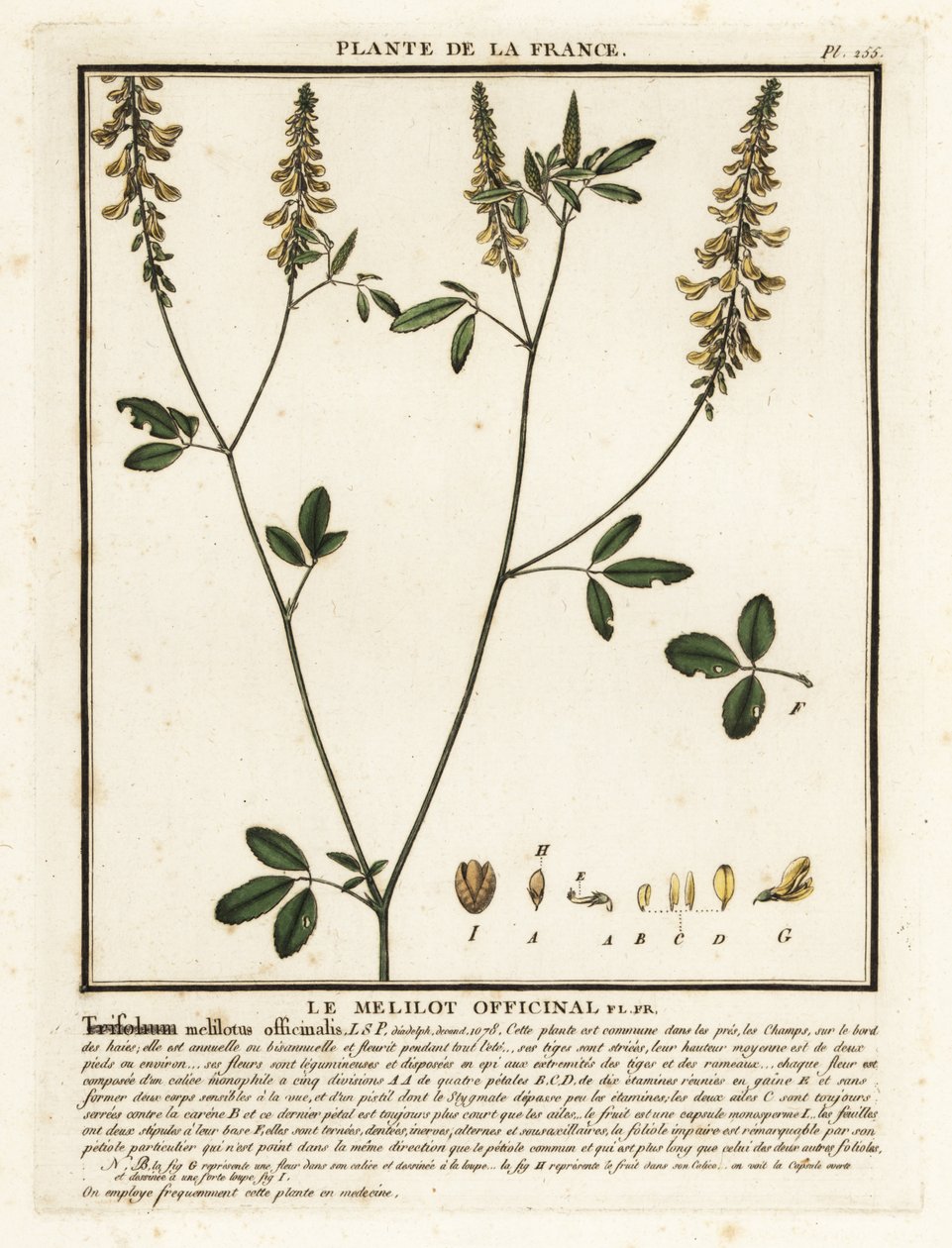 Meliloto giallo, Melilotus da Unbekannter Künstler