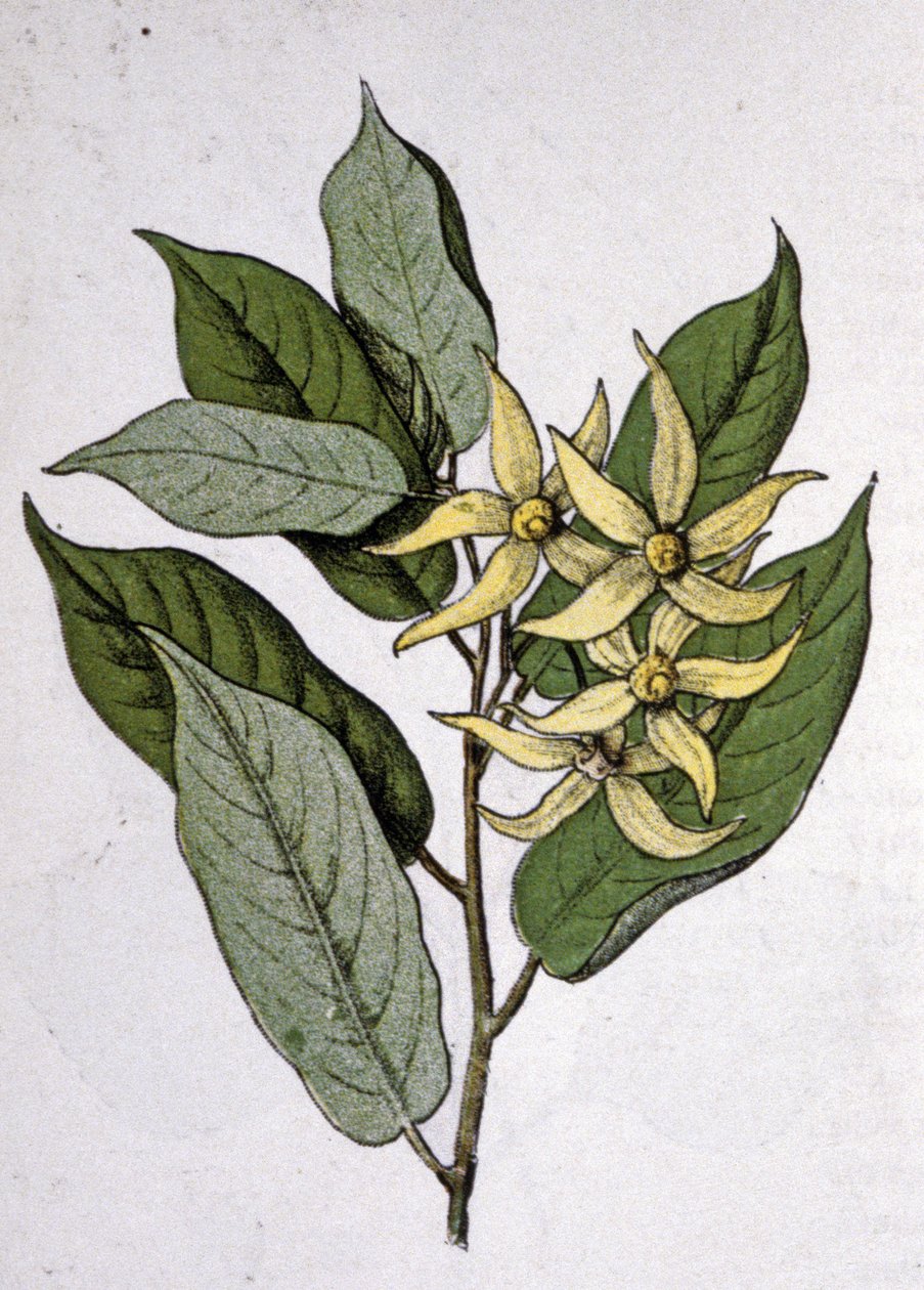 Ylang Ylang, inizio XX secolo da Unbekannter Künstler