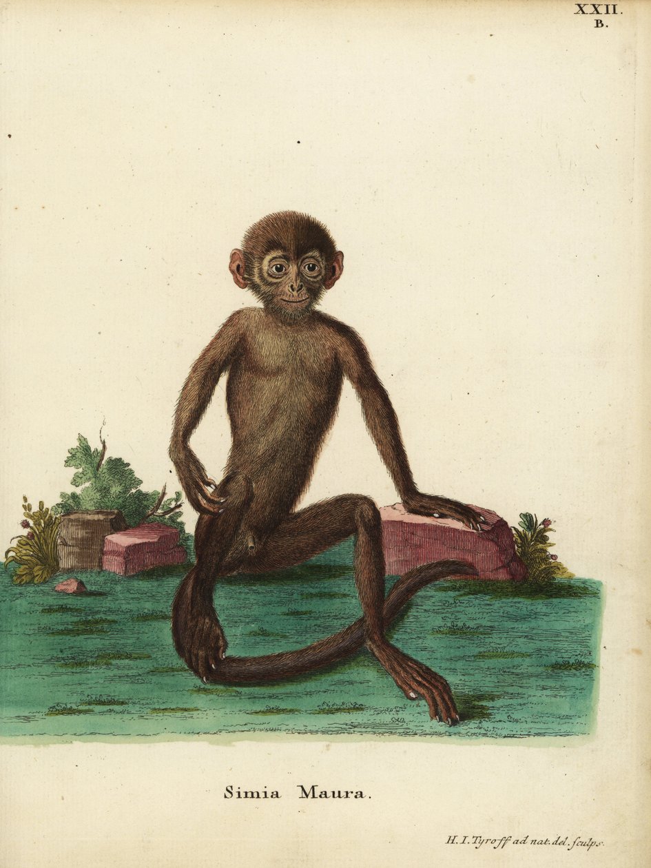 Giovane langur fasciato, Presbytis femoralis. Simia maura. Incisione a mano colorata su rame disegnata e incisa da Hermann Jakob Tyroff da Illustrazioni animali di Johann Christian Daniel Schreber da Unbekannter Künstler