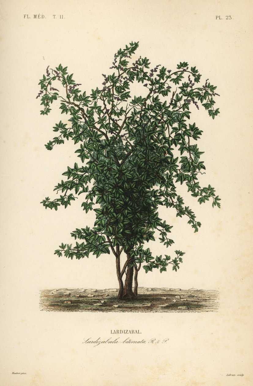 Albero di frutta Zabala, Lardizabala biternata da Unbekannt