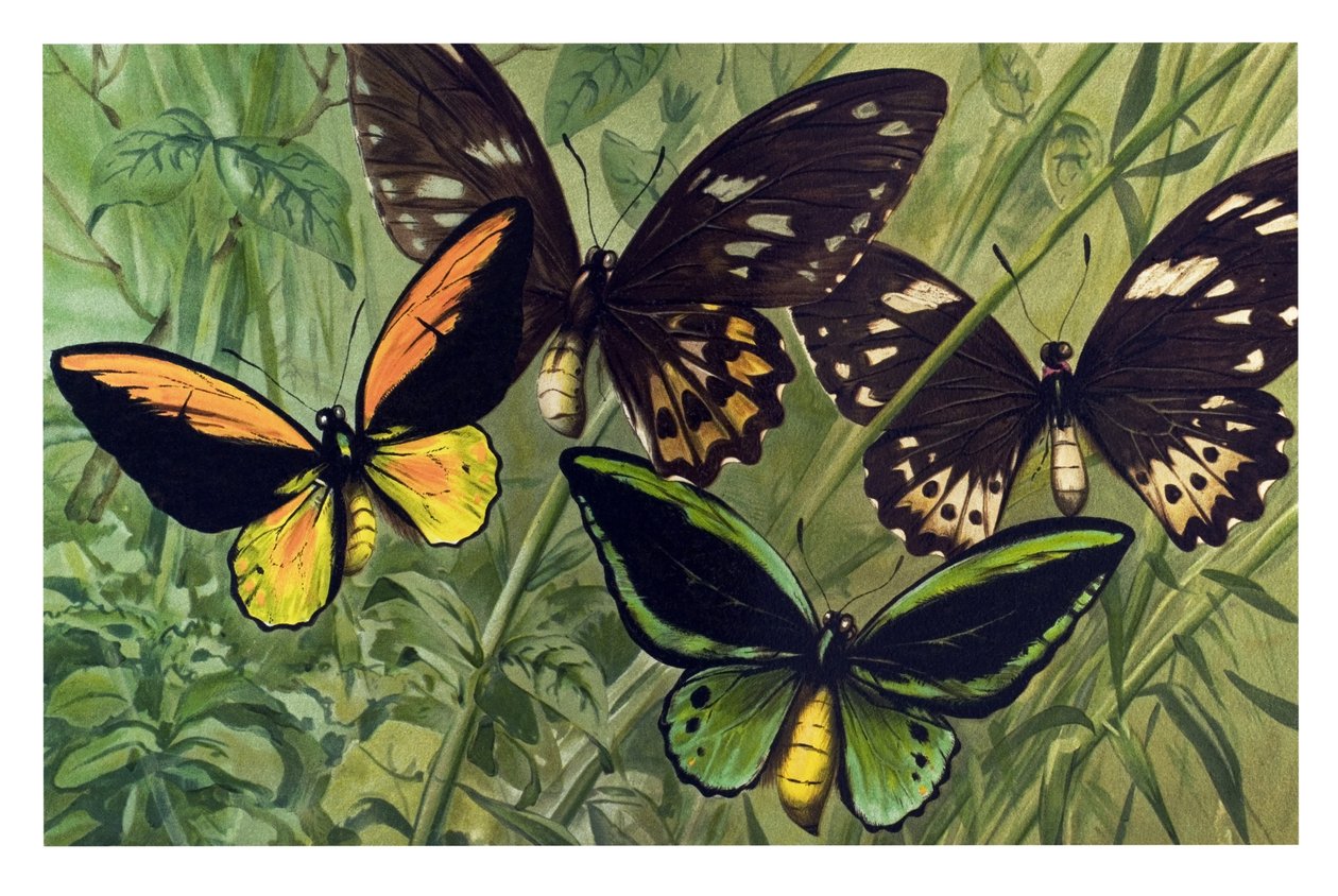 Tavola zoologica: Farfalla Cresus (Ornithoptera croesus), maschio e femmina da Unbekannter Künstler