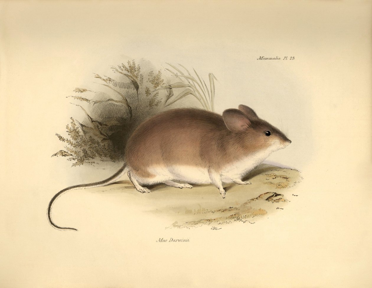 Zoologia: Il "Mud Darwinii" o topo descritto da Charles Darwin durante il suo viaggio di esplorazione a bordo del Beagle. Tavola da "The Zoology of the voyage of H.M.S. Beagle under the command of Captain Fitzroy during the years 1832 to 1836" da Unbekannter Künstler