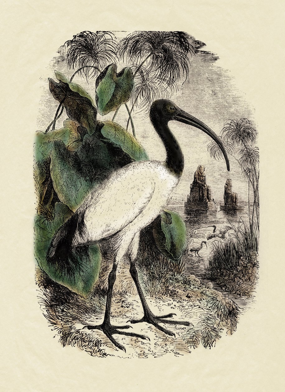Zoologia: Sacro Ibis (Threskiornis aethiopicus), incisione del XIX secolo da Unbekannter Künstler