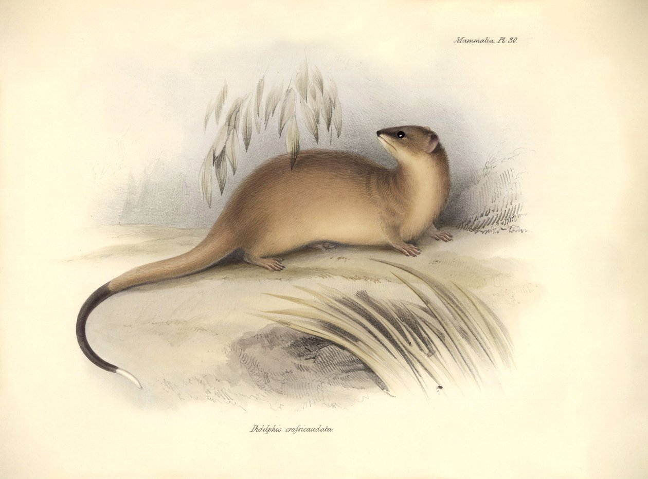 Zoologia: Il "Didelphis crassicaudata" della famiglia degli opossum descritto da Charles Darwin durante il suo viaggio di esplorazione a bordo del Beagle. Tavola da "The Zoology of the voyage of H.M.S. Beagle under the command of Captain Fitzroy during the da Unbekannter Künstler