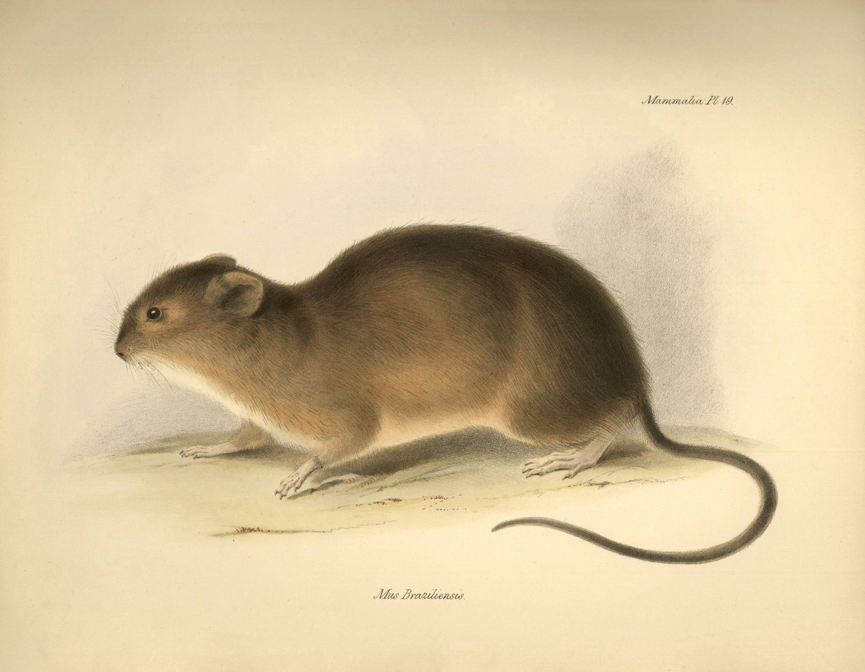 Zoologia: Il Mus braziliensis o topo del Brasile descritto da Charles Darwin durante il suo viaggio di esplorazione a bordo del Beagle. Tavola da 