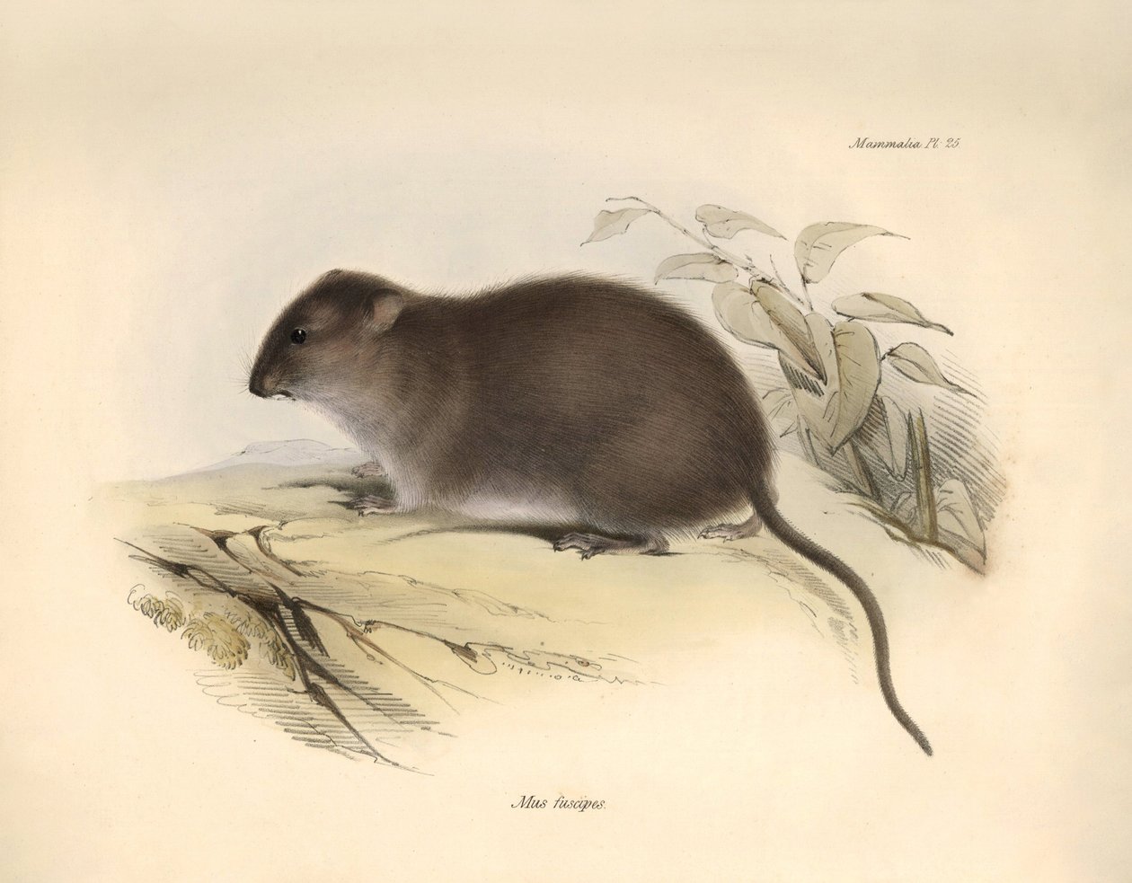 Zoologia: Il "Mus fuscipes" o roditore della costa australiana descritto da Charles Darwin durante il suo viaggio di esplorazione a bordo del Beagle. Tavola da "The Zoology of the voyage of H.M.S. Beagle under the command of Captain Fitzroy during the year da Unbekannter Künstler
