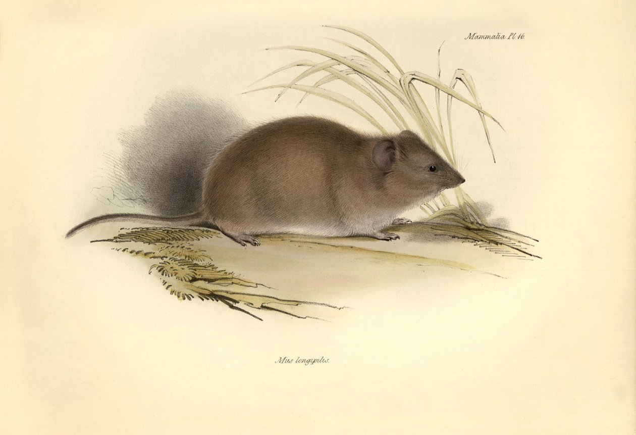 Zoologia: Il Mus longipilis (della famiglia dei ratti di campo) descritto da Charles Darwin durante il suo viaggio di esplorazione a bordo del Beagle. Tavola da The Zoology of the voyage of H.M.S. Beagle sotto il comando del Capitano Fitzroy durante gli an da Unbekannter Künstler