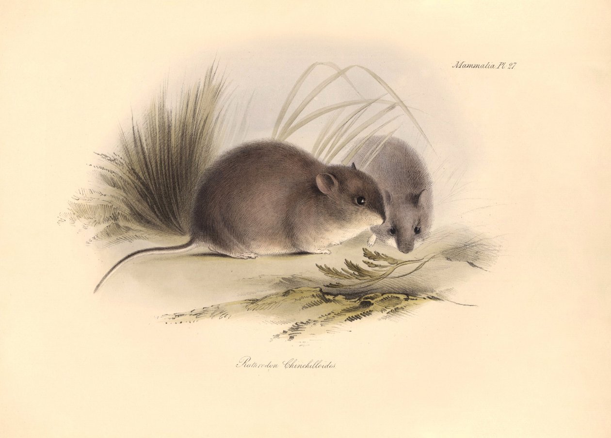 Zoologia: Il "Reithrodon Chinchilloides" o Chinchilla della Patagonia descritto da Charles Darwin durante il suo viaggio di esplorazione a bordo del Beagle. Tavola da "The Zoology of the voyage of H.M.S. Beagle under the command of Captain Fitzroy during t da Unbekannter Künstler