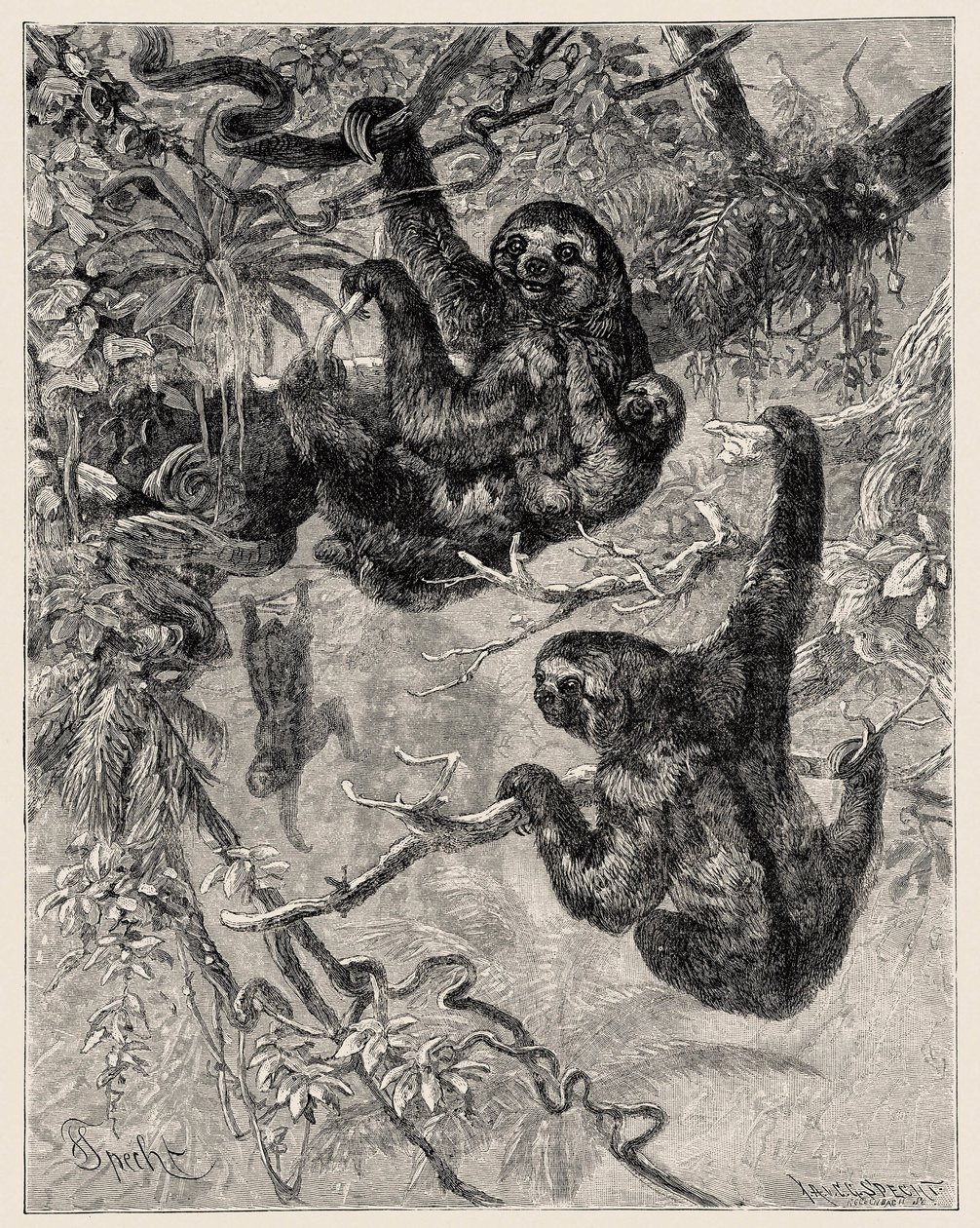 Zoologia: bradipo (Ai - Bradypus tridactylus) descritto e illustrato da Carlo Vogt e Federico Specht in "Illustree Natural History: Mammals" 1884 da Unbekannter Künstler