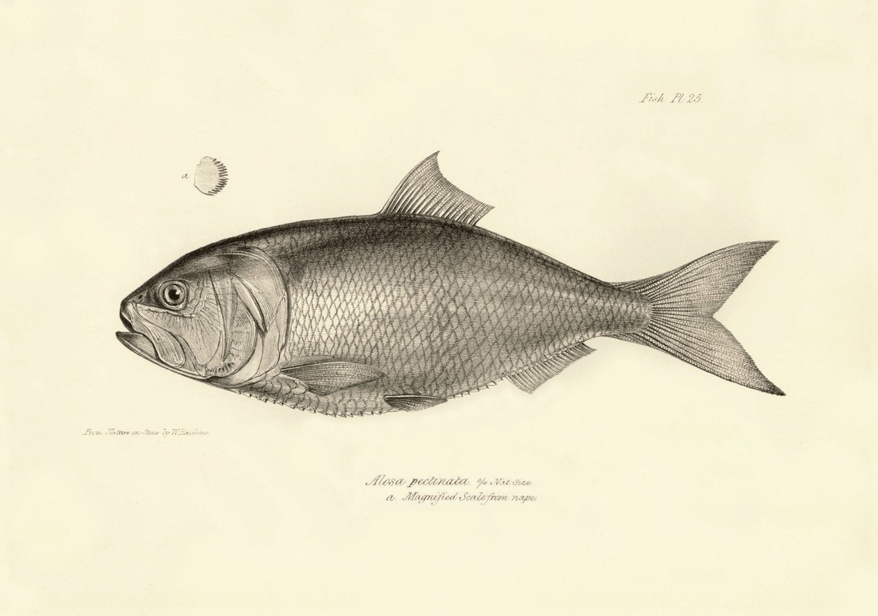 Zoologia: rappresentazione del pesce 