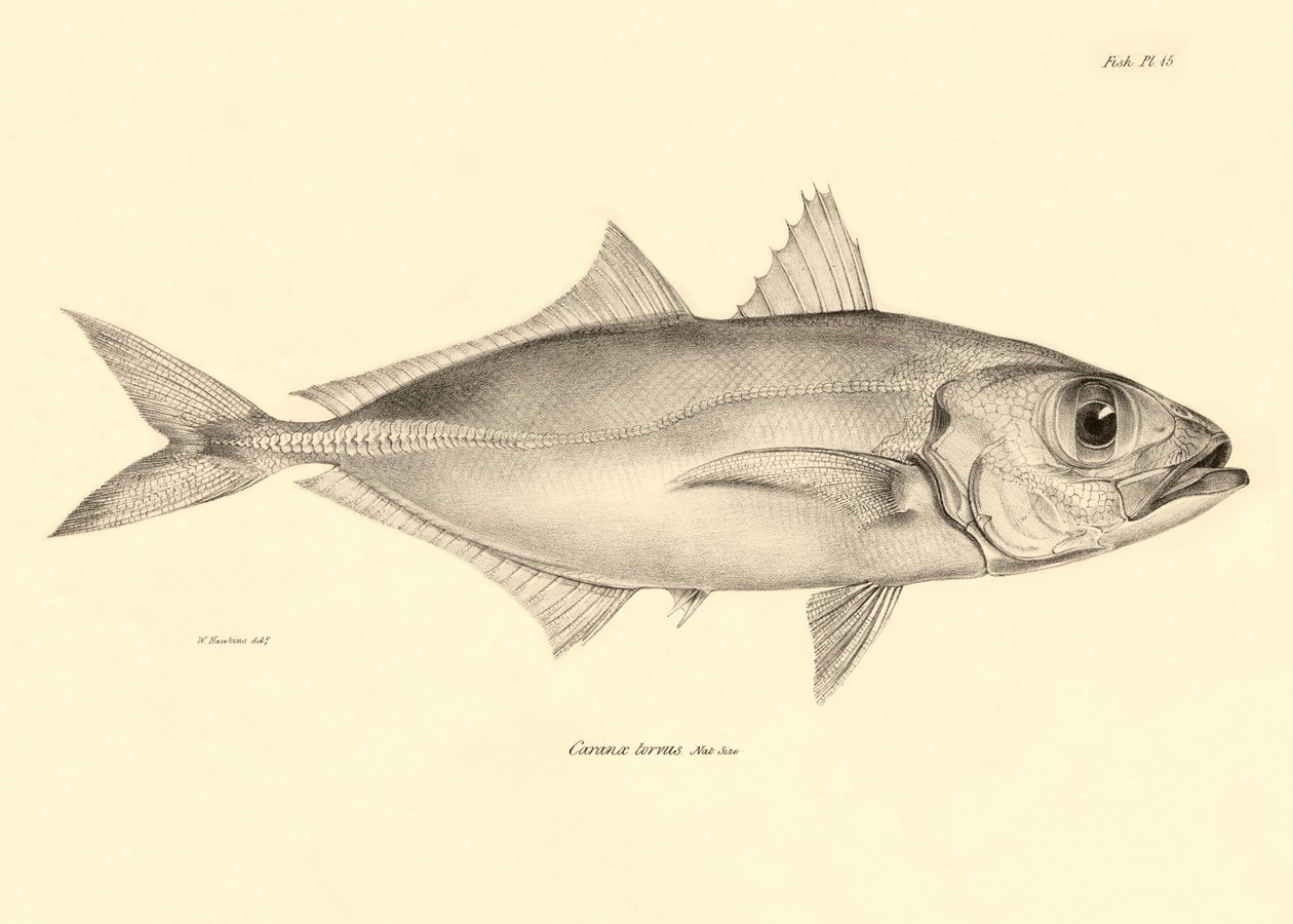 Zoologia: rappresentazione del pesce "Caranx torvus" descritto da Charles Darwin durante il suo viaggio a bordo del Beagle. Tavola da "The zoology of the voyage of H.M.S. Beagle under the command of Captain Fitzroy during the years 1832-1836" da Unbekannter Künstler