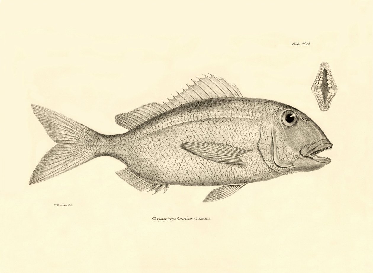 Zoologia: rappresentazione del pesce Chrysophrys taurina descritto da Charles Darwin durante il suo viaggio a bordo del Beagle. Tavola da The zoology of the voyage of H.M.S. Beagle sotto il comando del Capitano Fitzroy durante gli anni 1832-1836 da Unbekannter Künstler