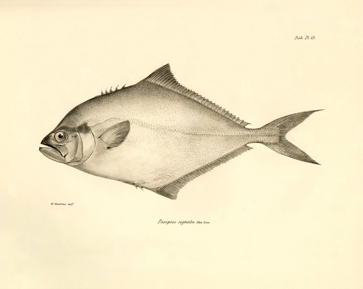 Zoologia: rappresentazione del pesce "Paropsis signata" descritto da Charles Darwin durante il suo viaggio a bordo del Beagle. Tavola da "The zoology of the voyage of H.M.S. Beagle under the command of Captain Fitzroy during the years 1832-1836" da Unbekannter Künstler