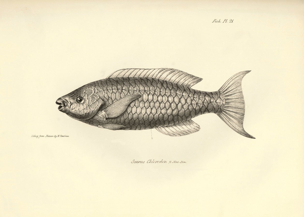 Zoologia: rappresentazione del pesce 