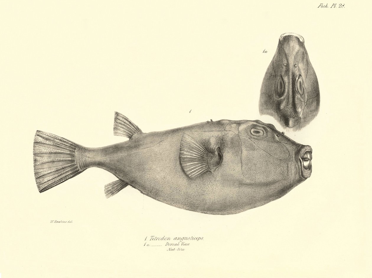 Zoologia: rappresentazione del pesce 