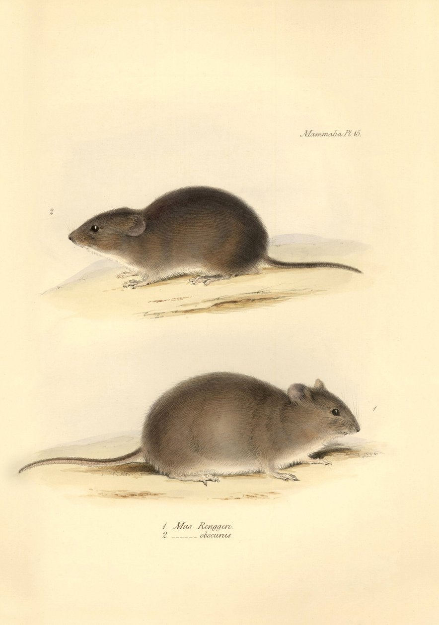 Zoologia: il Mus Renggeri e il Mus obscurus (ratti) descritti da Charles Darwin durante il suo viaggio di esplorazione a bordo del Beagle. Tavola da The Zoology of the voyage of H.M.S. Beagle sotto il comando del Capitano Fitzroy durante gli anni 1832-1836 da Unbekannter Künstler