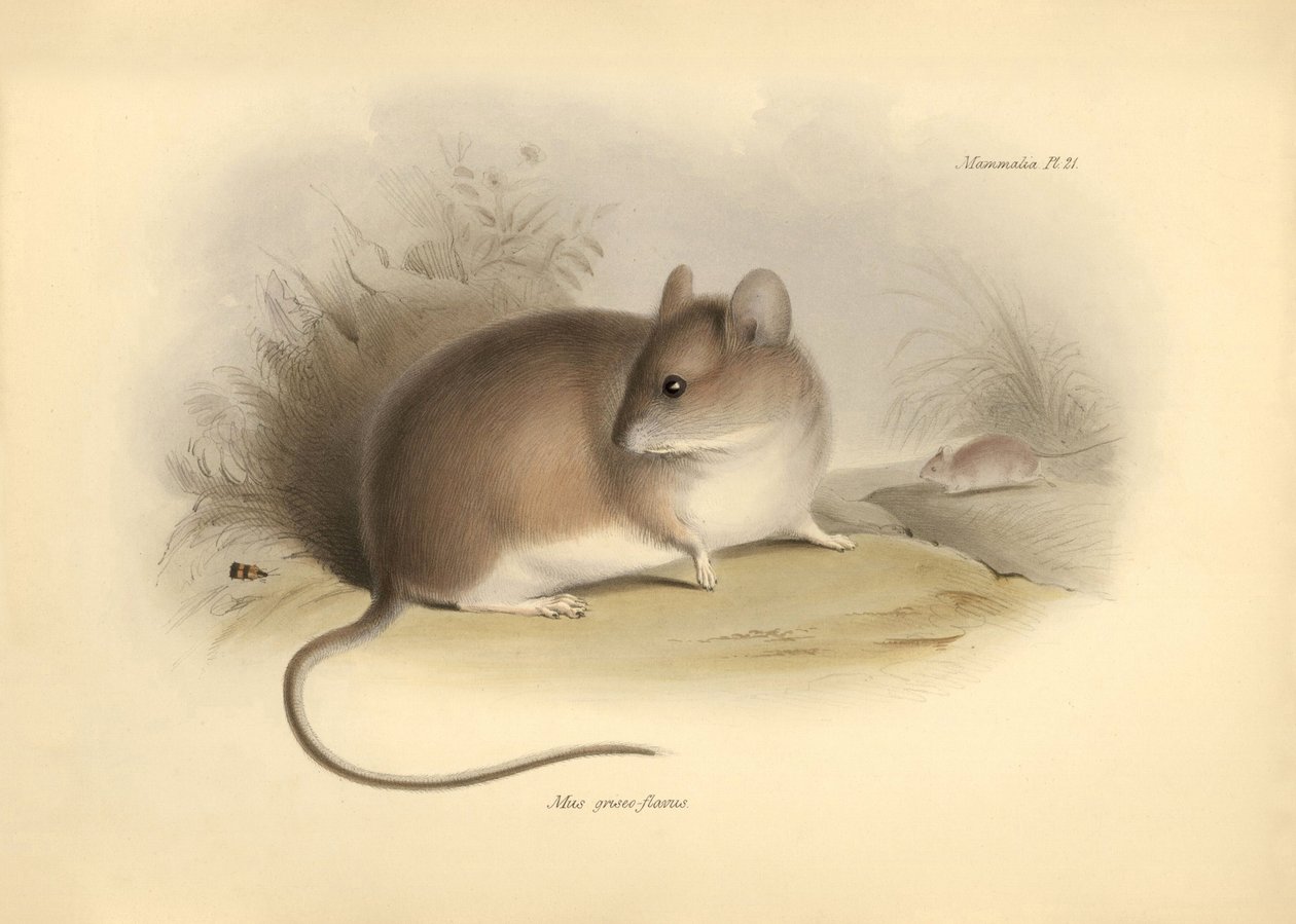 Zoologia: il Mus griseoflavus o topo foglia descritto da Charles Darwin durante il suo viaggio di esplorazione a bordo del Beagle. Tavola da The Zoology of the voyage of H.M.S. Beagle sotto il comando del Capitano Fitzroy durante gli anni 1832-1836 da Unbekannter Künstler