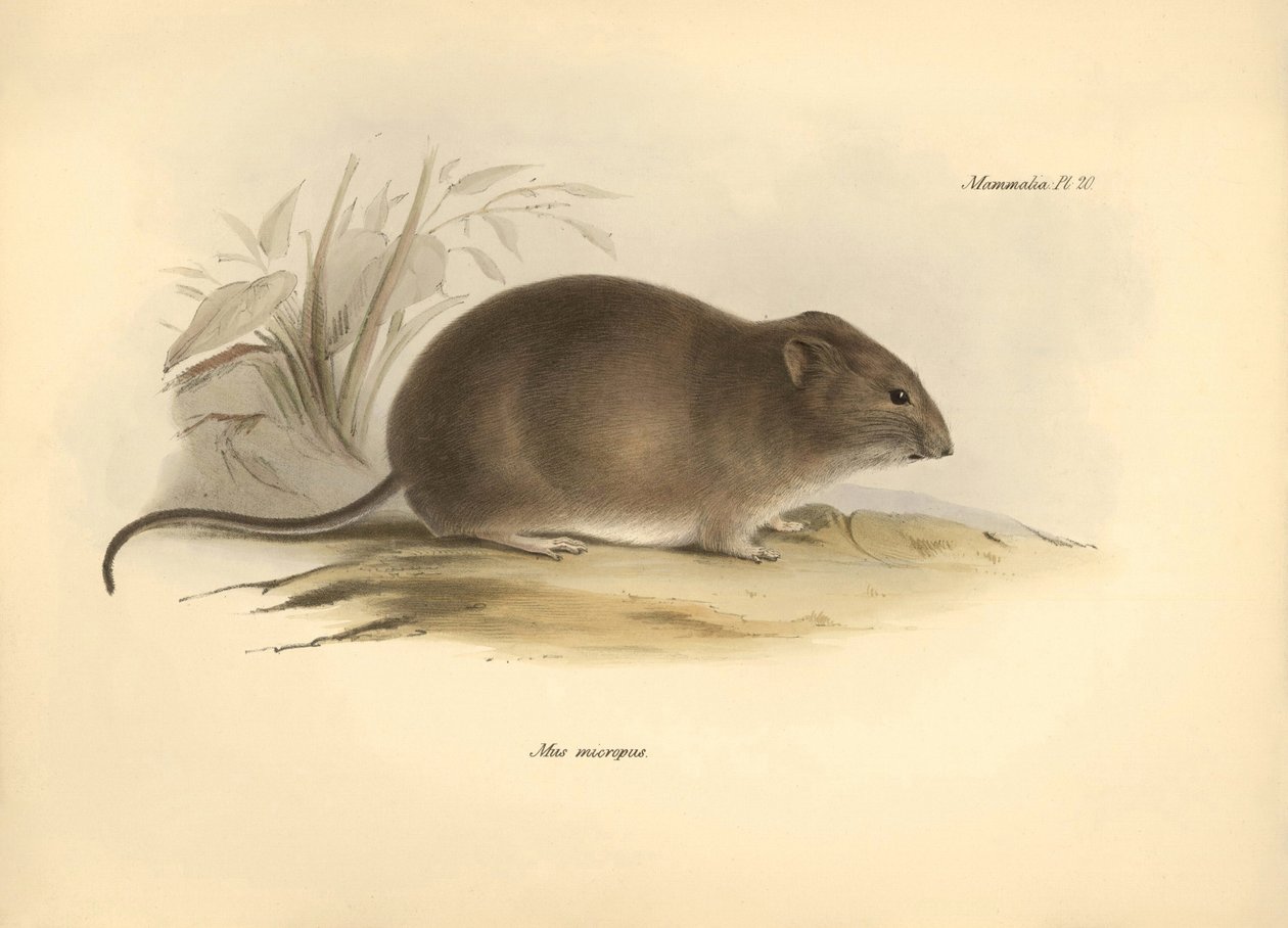 Zoologia: il 