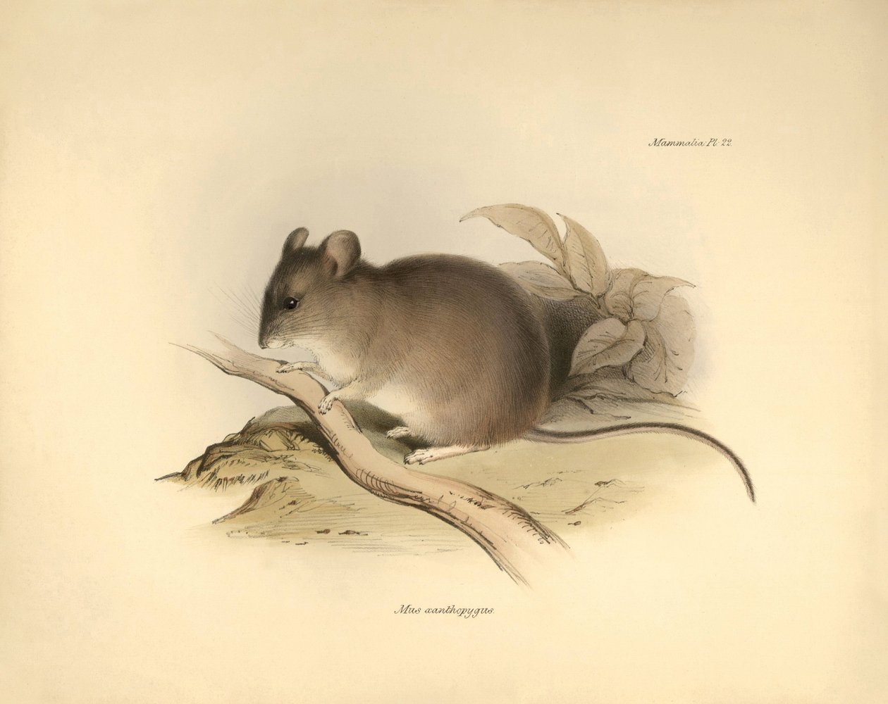 Zoologia: Il "Mus xanthopygus" o topo xanthopygus descritto da Charles Darwin durante il suo viaggio di esplorazione a bordo del Beagle. Tavola da "The Zoology of the voyage of H.M.S. Beagle under the command of Captain Fitzroy during the years 1832 to 183 da Unbekannter Künstler