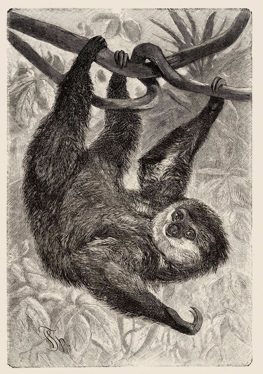 Zoologia: unau o bradipo descritto e illustrato da Carlo Vogt e Federico Specht in "Natural history illustree: mammals" 1884 da Unbekannter Künstler