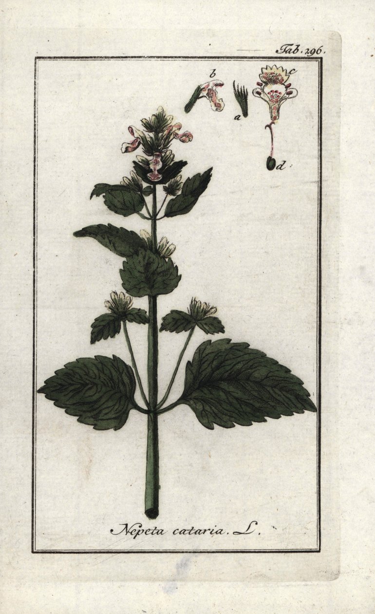 Erba gatta (Nepeta cataria) da Unbekannter Künstler