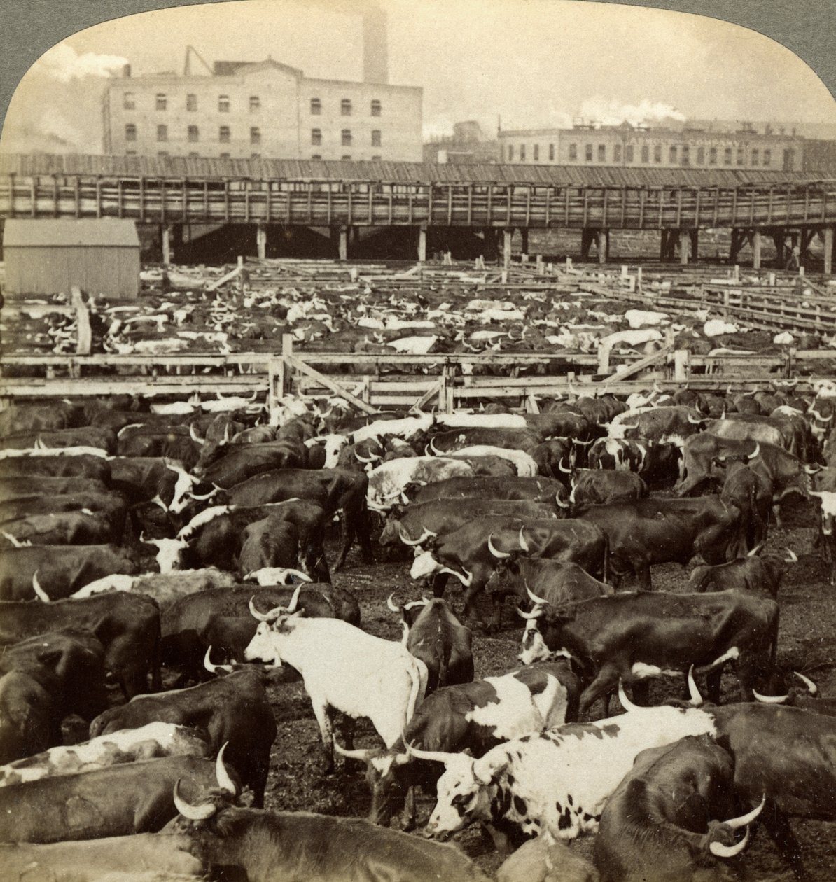 Bovini, Great Union Stock Yards, Chicago, Illinois, USA da Underwood and Underwood
